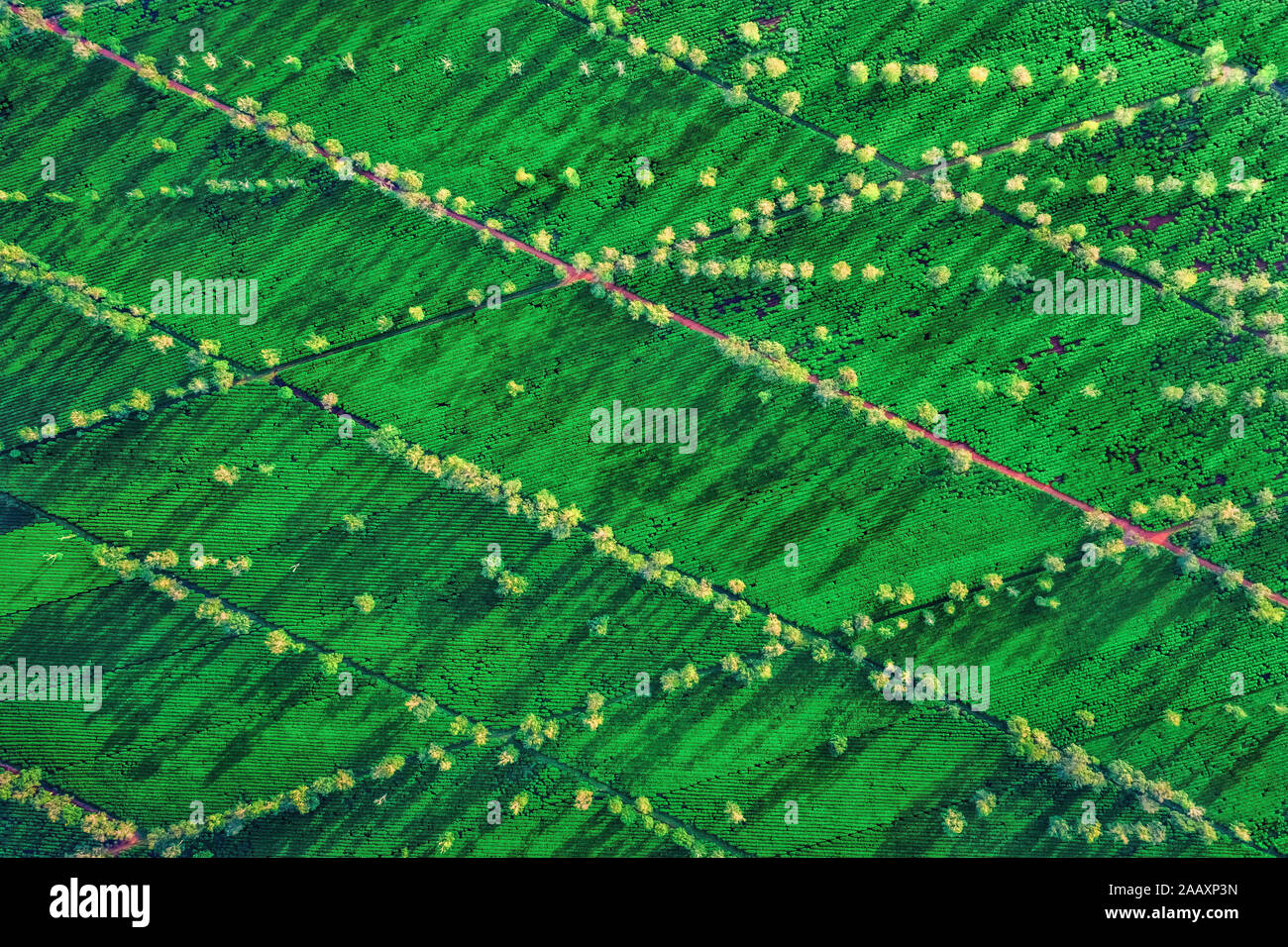 Veduta aerea di ' Bien ho che ' o ' Bien ho ' tea Hill, Gia Lai, Vietnam. Paesaggio di immagine stock libero di alta qualità di royalty della collina del tè in Vietnam Foto Stock