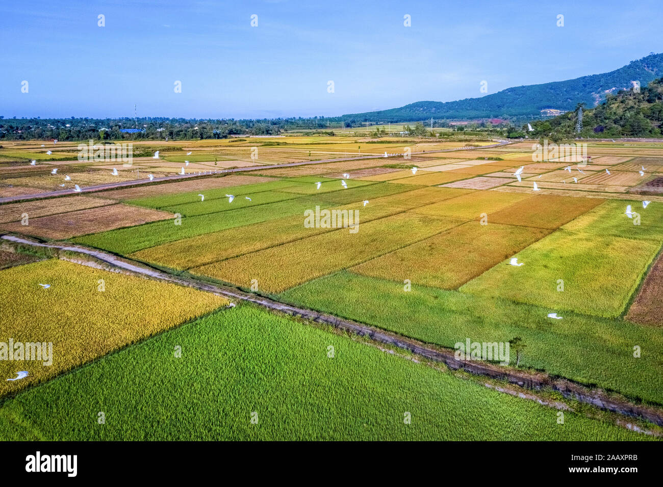 Veduta aerea Di Ngo Son Rice Field, Gia Lai, Vietnam. Immagine di riserva libera di alta qualità di royalty paesaggio di risaie di terrazza in Vietnam Foto Stock