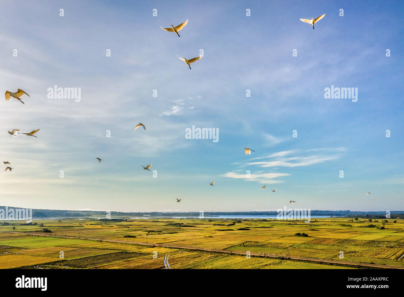 Veduta aerea Di Ngo Son Rice Field, Gia Lai, Vietnam. Immagine di riserva libera di alta qualità di royalty paesaggio di risaie di terrazza in Vietnam Foto Stock