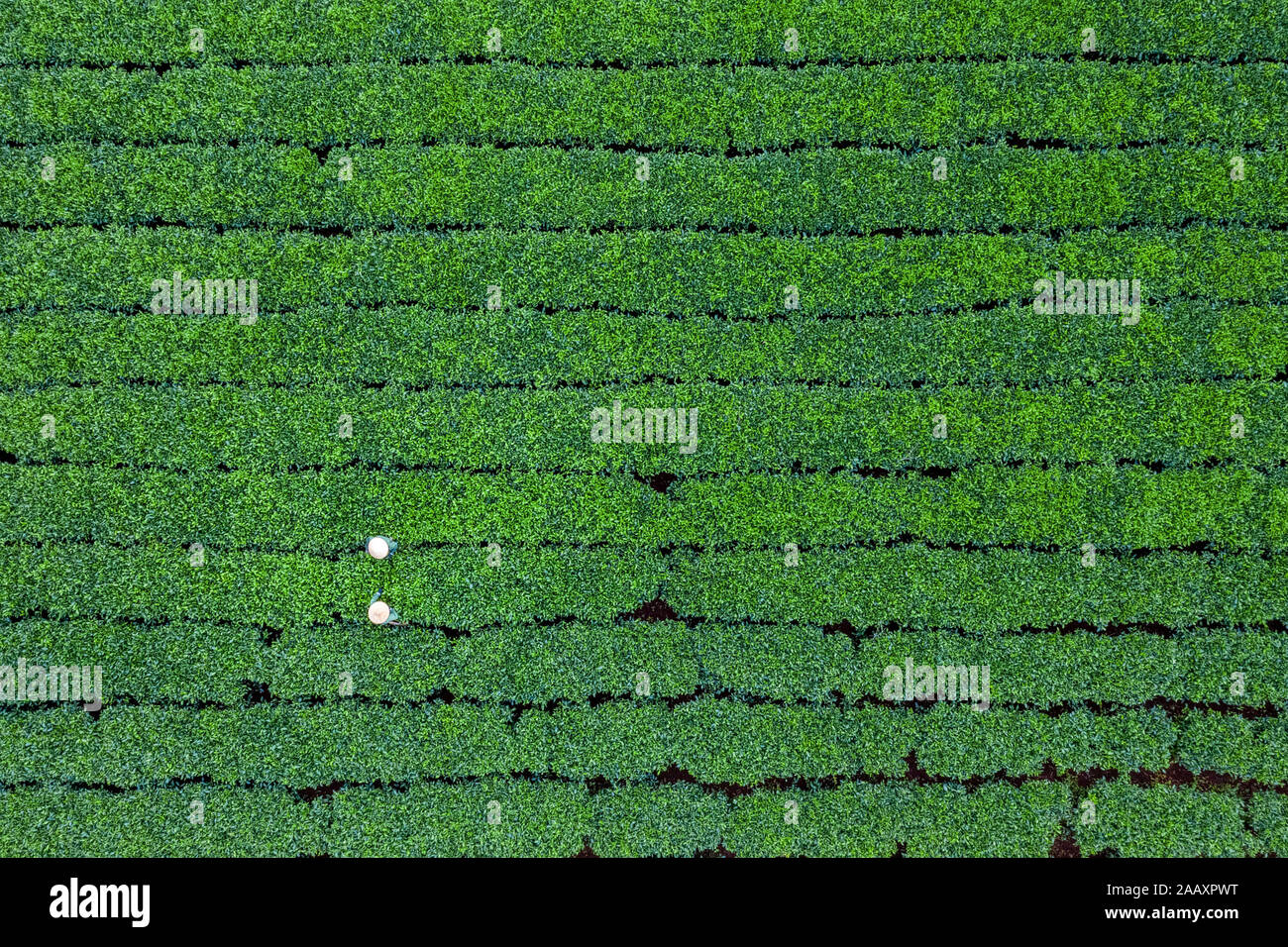 Veduta aerea di ' Bien ho che ' o ' Bien ho ' tea Hill, Gia Lai, Vietnam. Paesaggio di immagine stock libero di alta qualità di royalty della collina del tè in Vietnam Foto Stock