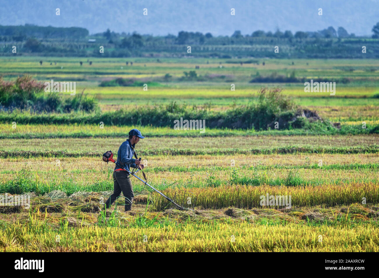 Agricoltore che raccoglie riso su Ngo Son Rice Field, Gia Lai, Vietnam. Royalty stock gratuito di alta qualità Panorama immagine paesaggio di risaie terrazza Foto Stock