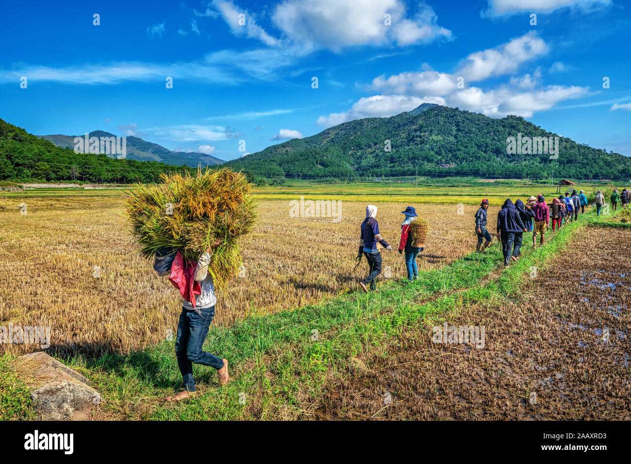 Agricoltore che raccoglie riso su Ngo Son Rice Field, Gia Lai, Vietnam. Royalty stock gratuito di alta qualità Panorama immagine paesaggio di risaie terrazza Foto Stock
