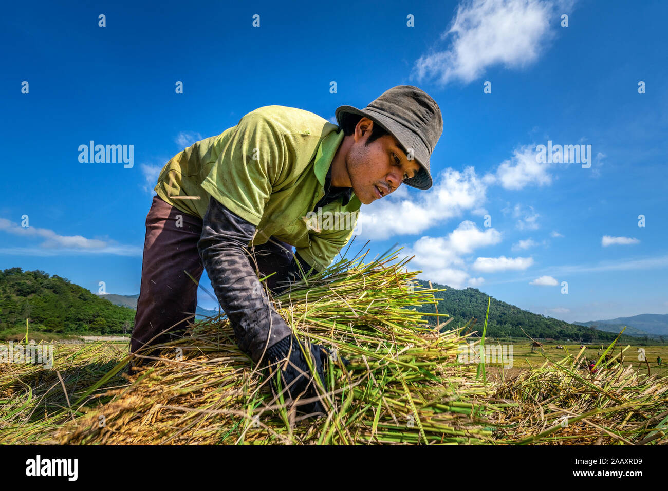 Agricoltore che raccoglie riso su Ngo Son Rice Field, Gia Lai, Vietnam. Royalty stock gratuito di alta qualità Panorama immagine paesaggio di risaie terrazza Foto Stock