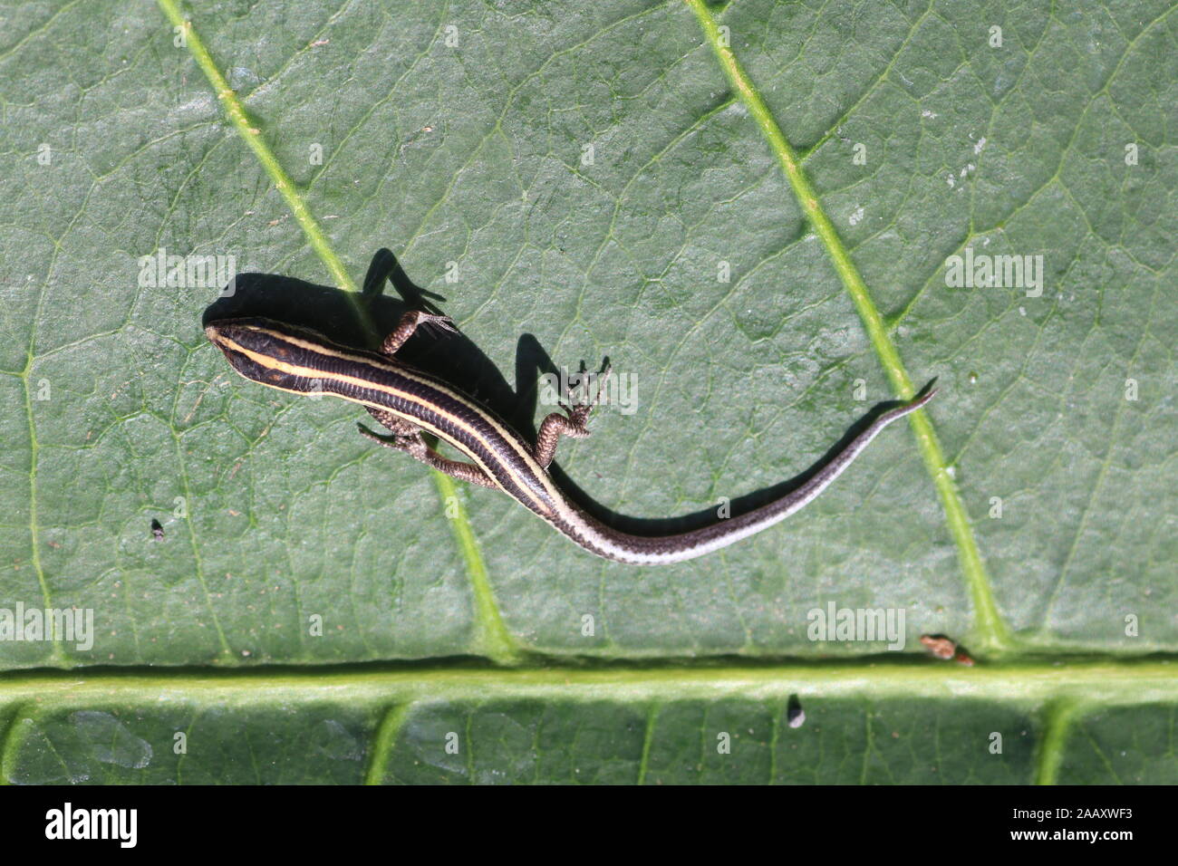 Cryptoblepharus egeriae, blue-tailed skink, è una specie di nativo skink, la cui novellame sono noti per la loro luminosa code blu. Foto Stock