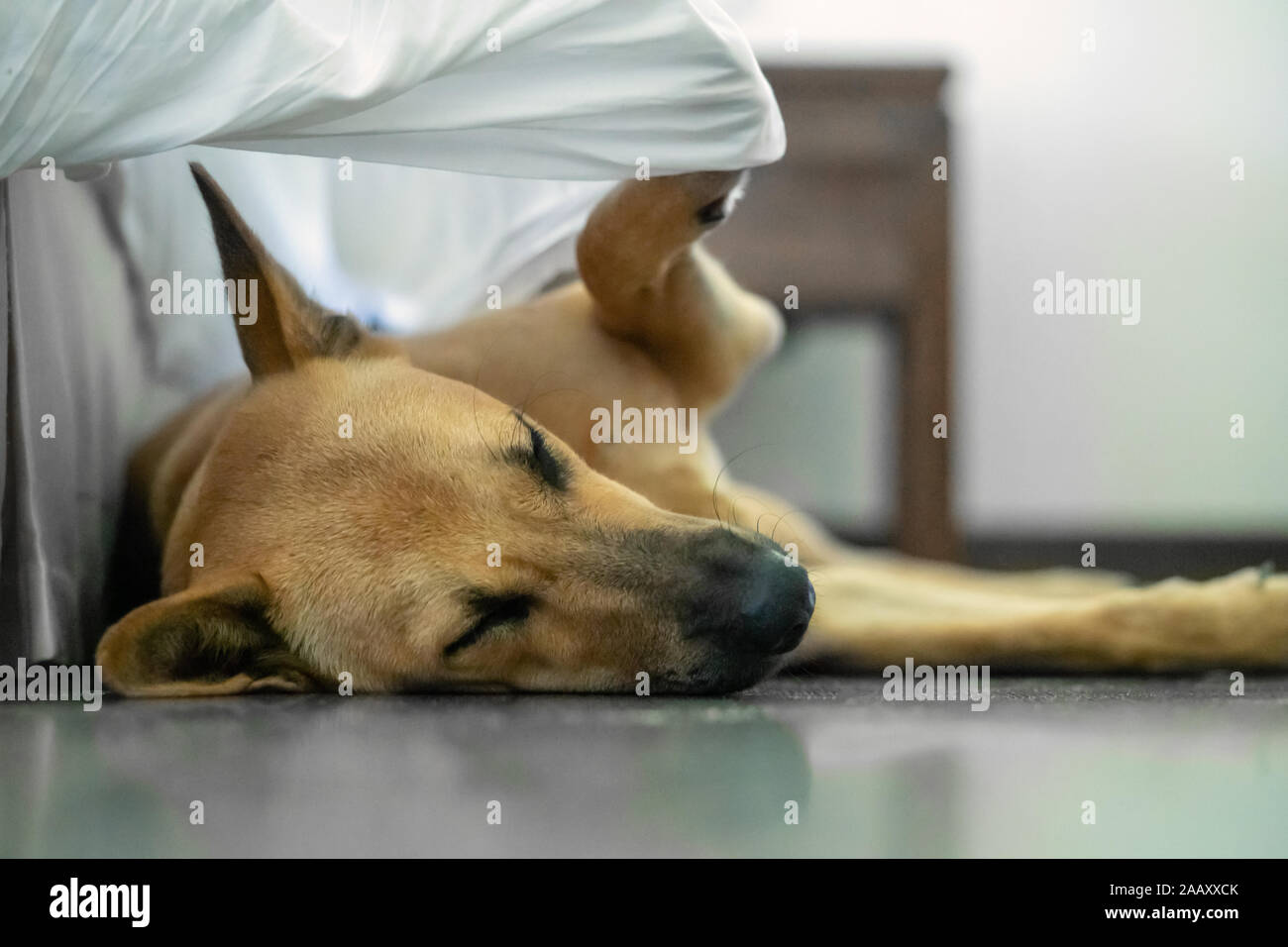Il cane dorme sul pavimento e coperture se stessa con una coperta, un buffo tipo situazione inusuale. Foto Stock
