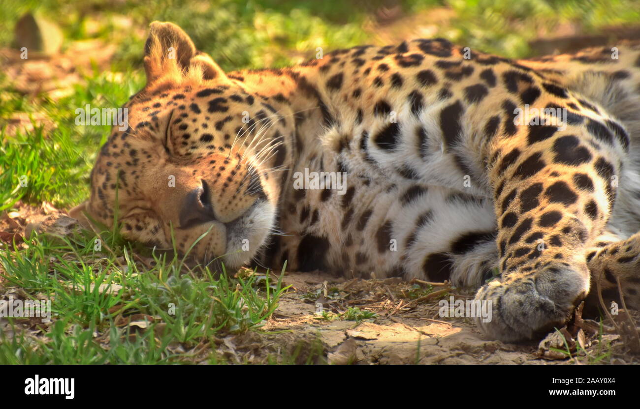 Panthera pardus gode di un NAP giacente a terra Foto Stock