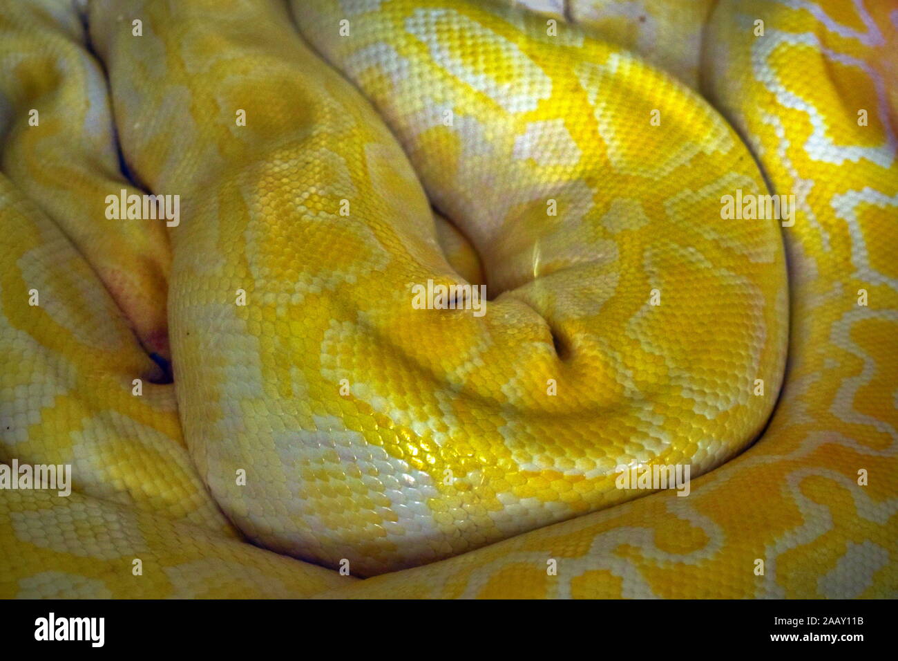 Twisted giallo boa pelle - Albino Burmese python Foto Stock