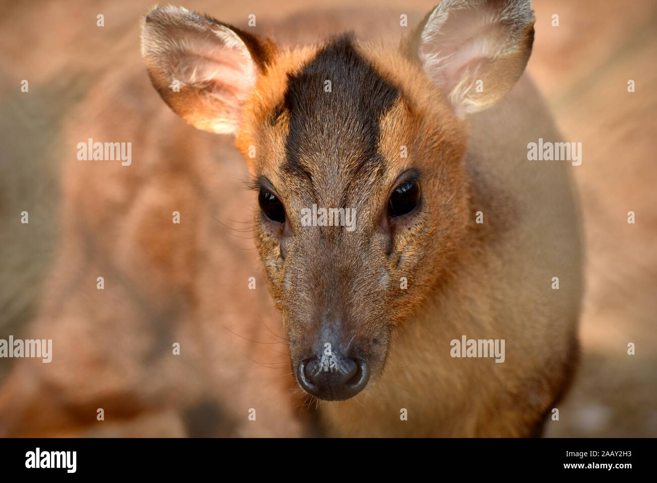 Muntjac deer faccia frontale di close-up verticale Foto Stock