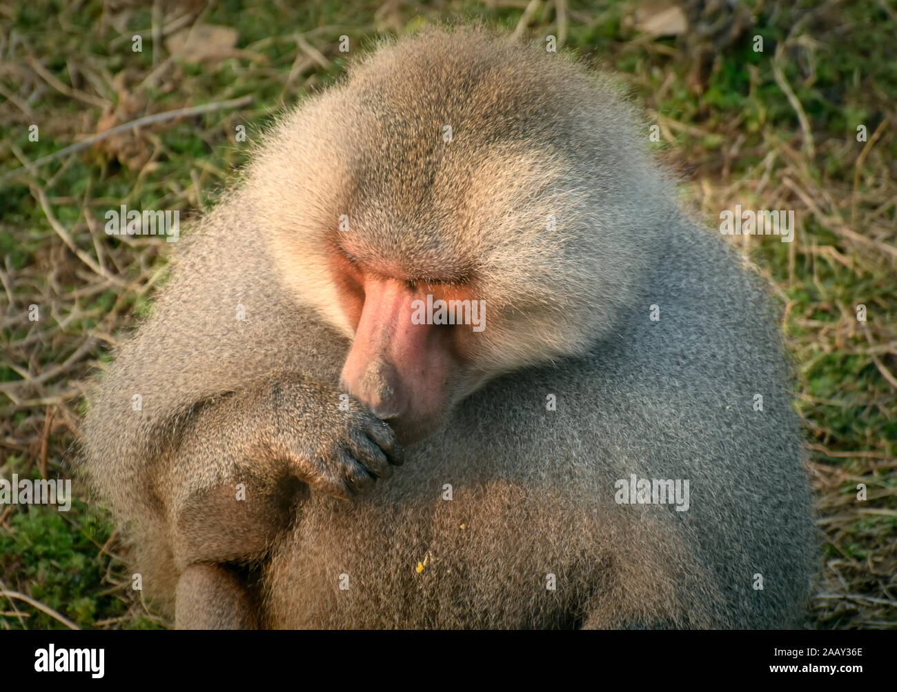 Hamadryas baboon mangiare con la mano sulla sua bocca Foto Stock