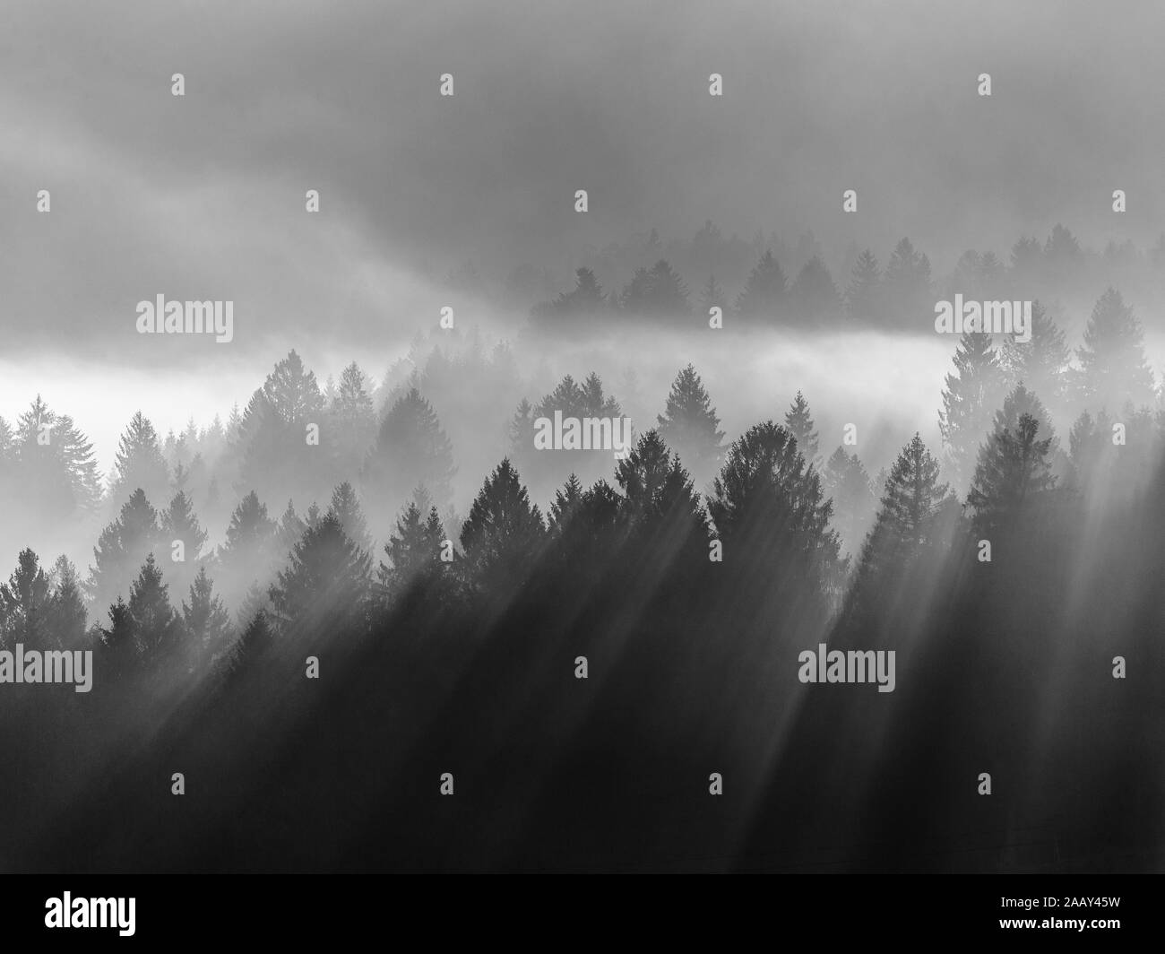 La foresta di conifere del Cansiglio. Luce del sole all'alba. Fasci di luce su alberi attraverso la nebbia. Bianco nero paesaggio di montagna. Prealpi Venete, Italia. Foto Stock