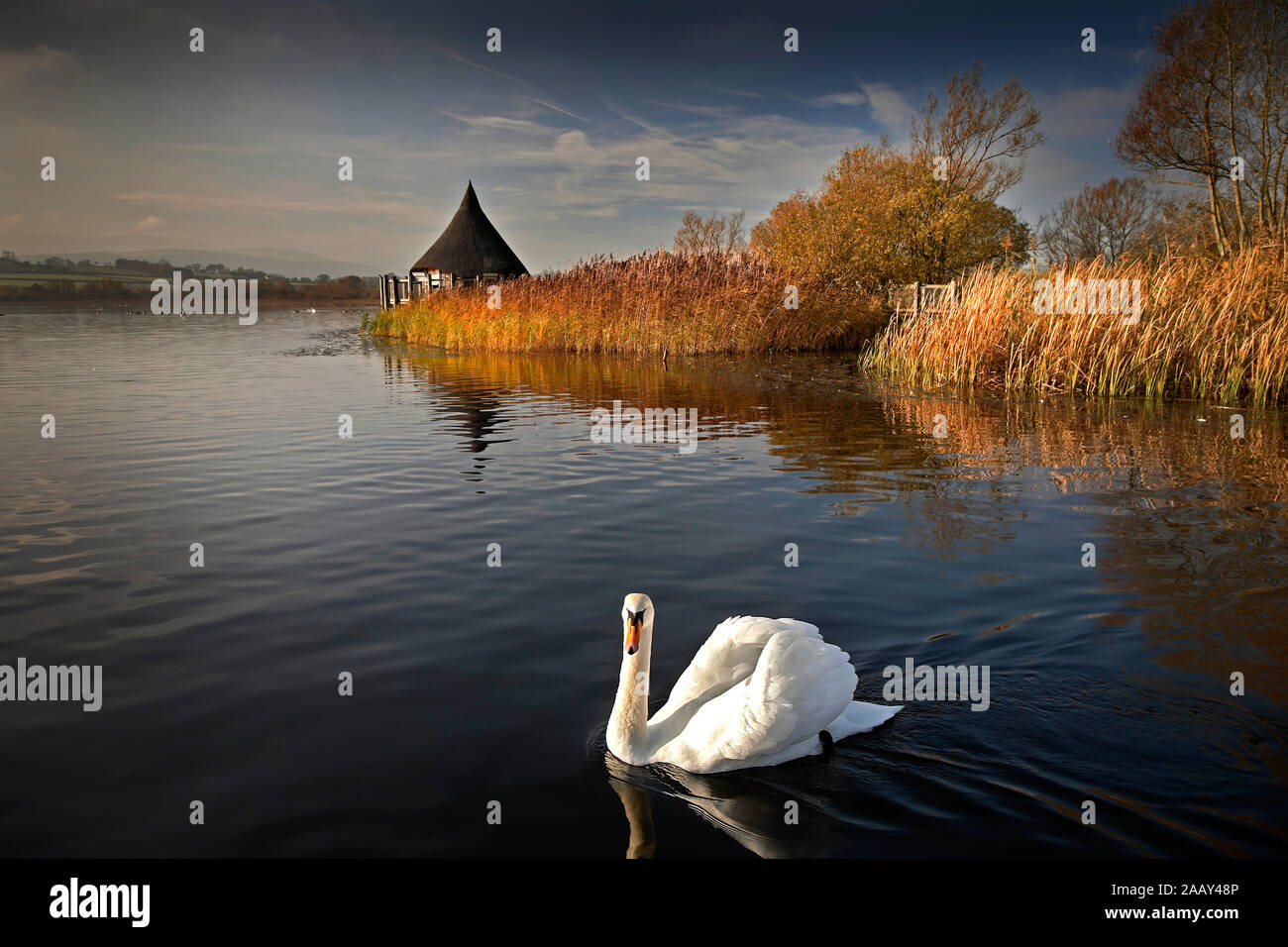 Lago e acque calme con cigno in primo piano e antica cranog capanna in legno nella luce della sera in background Foto Stock