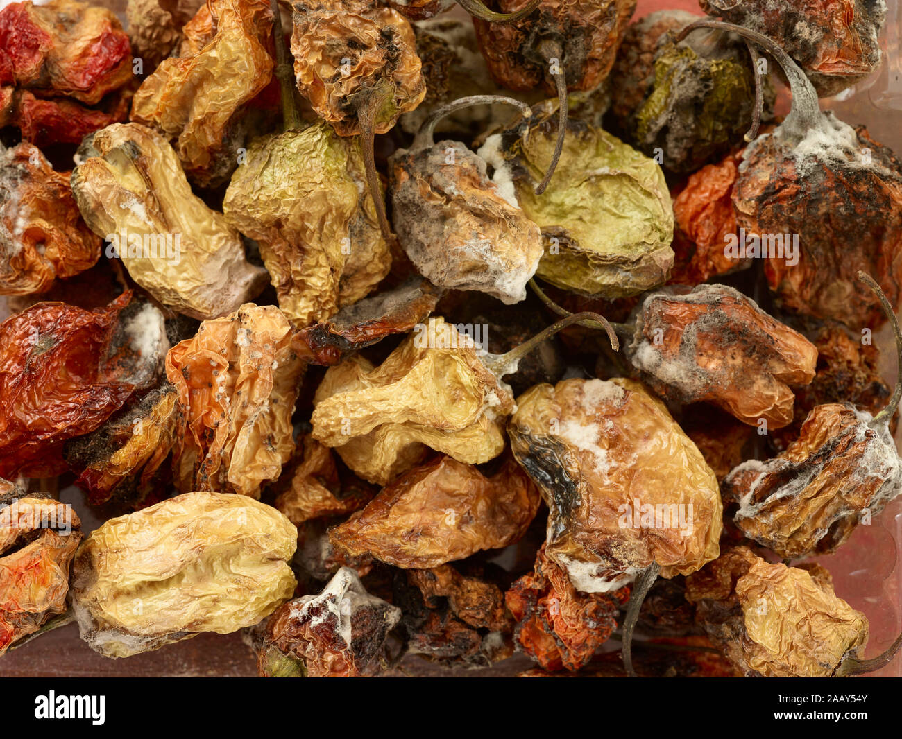 Essiccato Scotch Bonnet peperoni still-life cibo fotografia Foto Stock