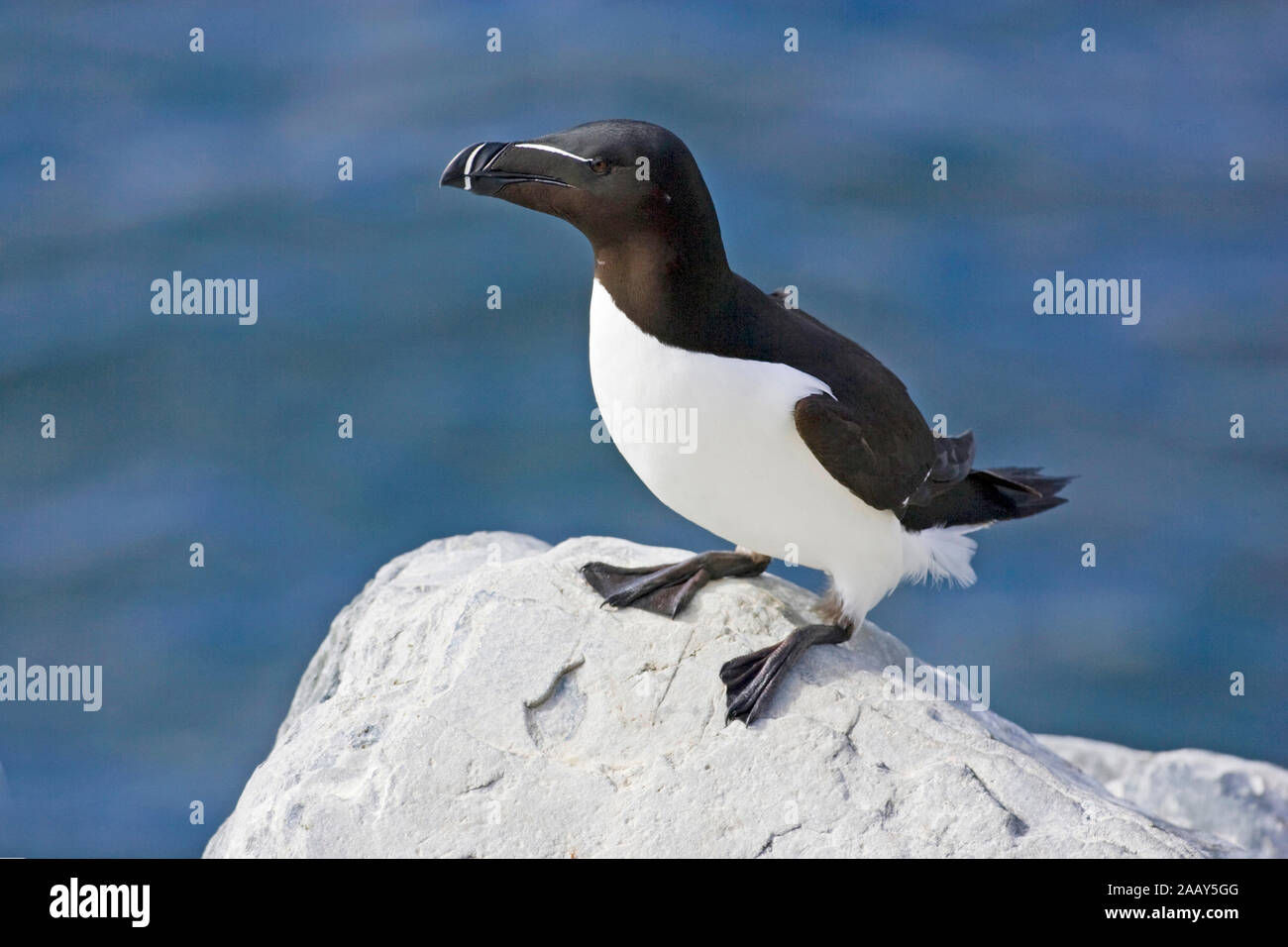 Tordalk steht auf einem Felsen - Razorbill stand su una roccia Foto Stock