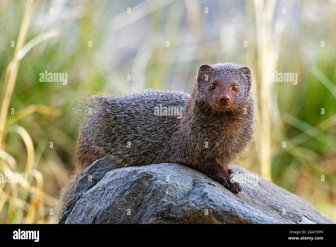 Indischer Mungo auf Stein ruhend Foto Stock