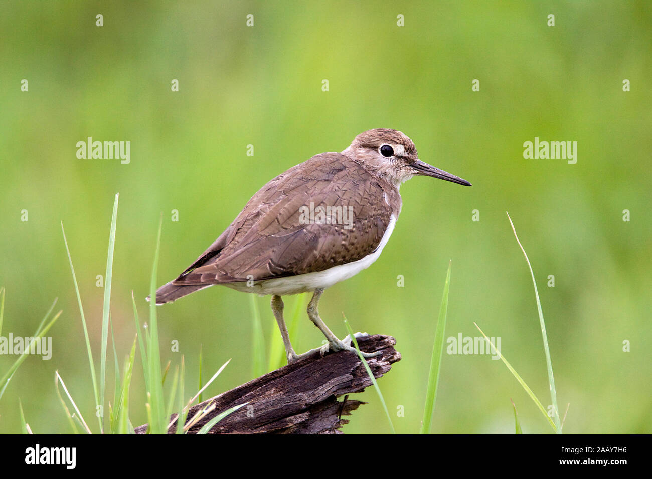 Flussuferlaeufer | Tringa hypoleucos - Comune di Sandpiper ruhend Mahango NP, Caprivi, Namibia Foto Stock