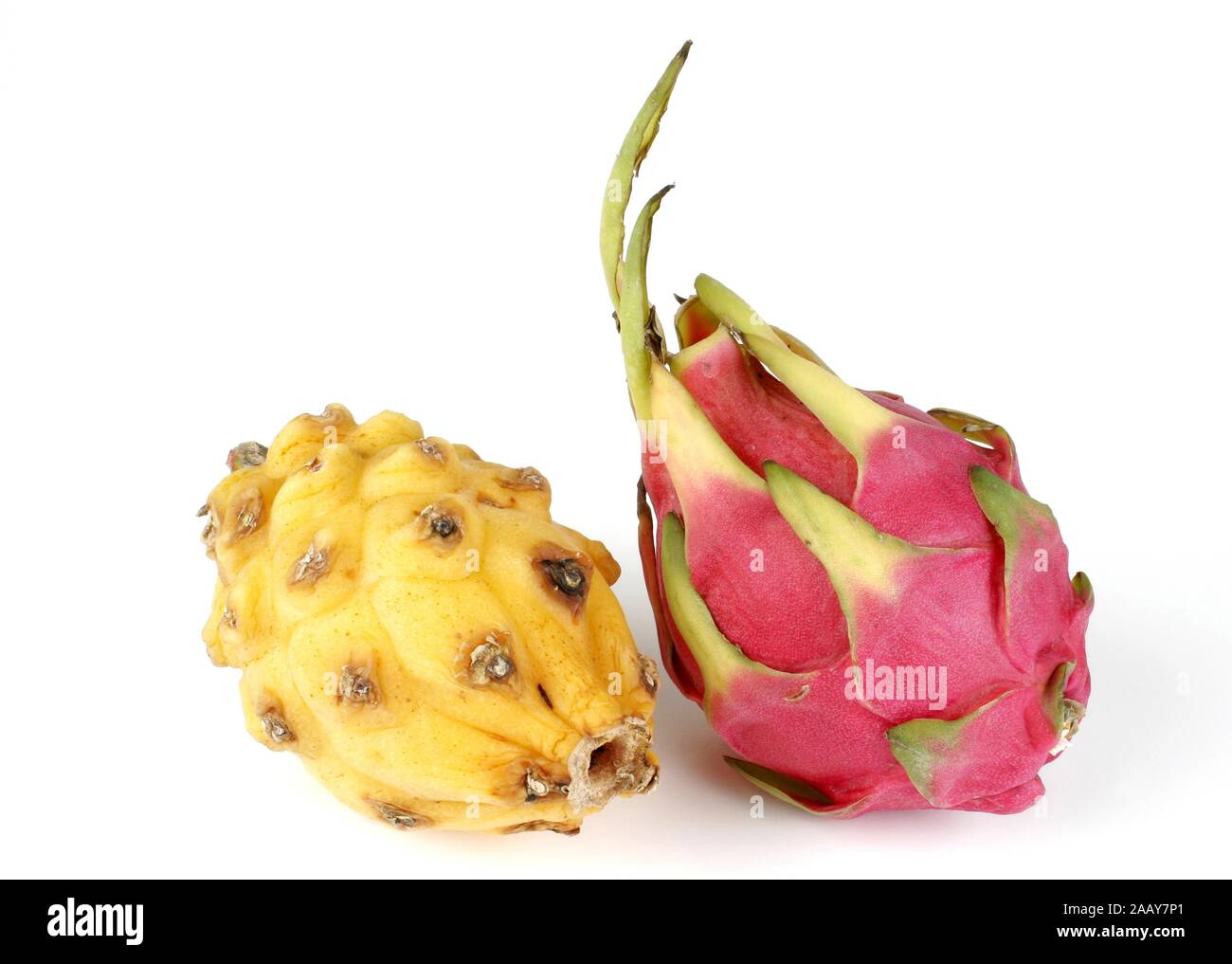 Rote Pitahaya und Gelbe Pitahaya (Cereus triangularis, Hylocereus triangularis, Hylocereus undatus, selenicereus megalanthus), rote Drachenfrucht, la sua Foto Stock