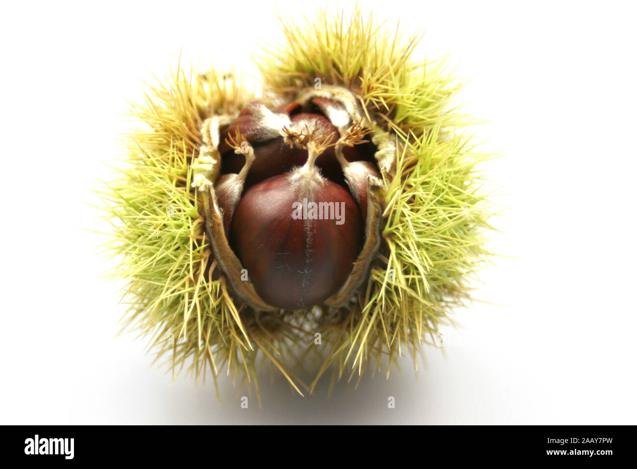 Esskastanie, Edelkastanie, Echte Kastanie, Essbare Kastanie, Marone, Maroni (Castanea sativa), Nuesse und Kapsel | Sweet castagno (Castanea sativa), n Foto Stock