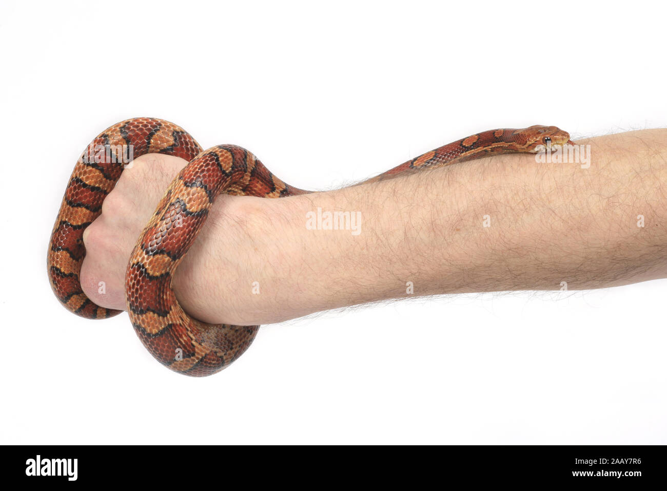 Kornnatter (Elaphe guttata), kriecht ueber einen braccio | corn snake (Elaphe guttata), strisciando sul braccio umano | BLWS027847.jpg [ (c) blickwinkel/fotototo Foto Stock