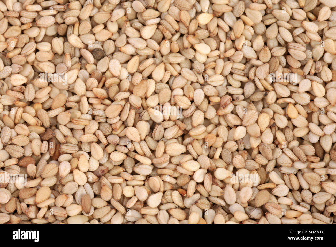 Sesam (Sesamum indicum), Sesam, ungeschaelt | sesamum, sesamo (Sesamum indicum), sesamo, con la buccia | BLWS034967.jpg [ (c) blickwinkel/fotototo Tel. +49 Foto Stock