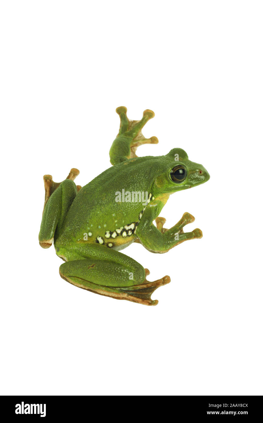 Gruener Riesenflugfrosch (Rhacophorus dennysi) | di Blanford rana di mantecazione, asiatica di scorrevolezza della raganella, asian scorrevolezza treefrog (Rhacophorus dennysi) | BL Foto Stock