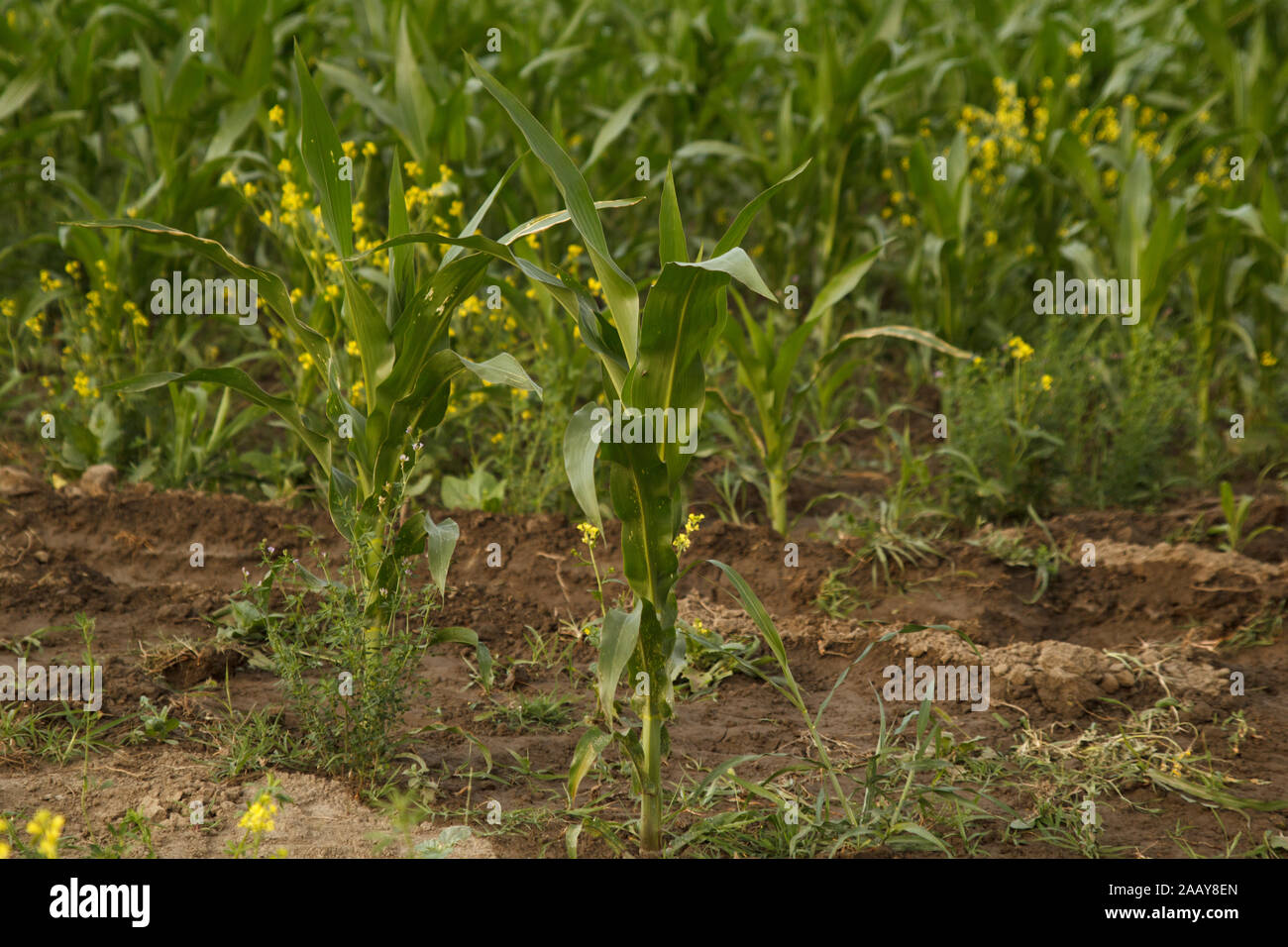 Campo di mais. Pianta di mais. Agricoltura. Raccolta di mais. Nutrizione. Agricoltura. Cibo ecologico. Area rurale. Foto Stock