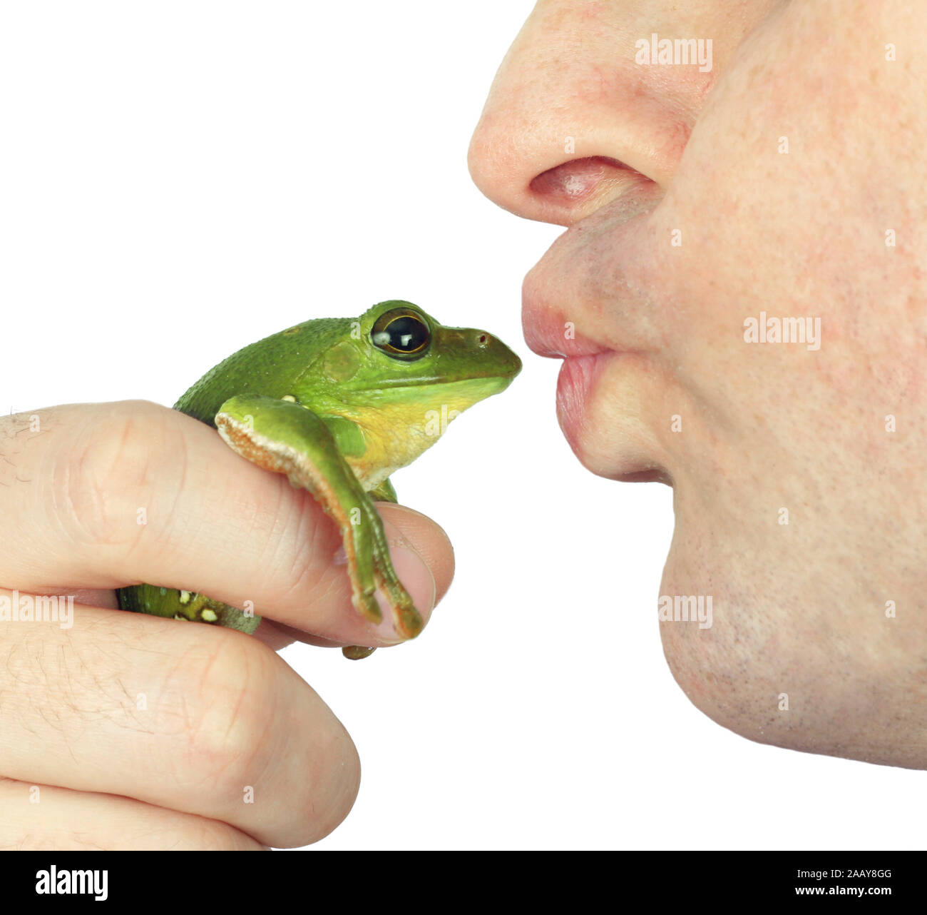 Frosch wird gekuesst | baciare una rana | BLWS075356.jpg [ (c) blickwinkel/fotototo Tel. +49 (0)2302-2793220, E-mail: info@blickwinkel.de, Internet: www Foto Stock