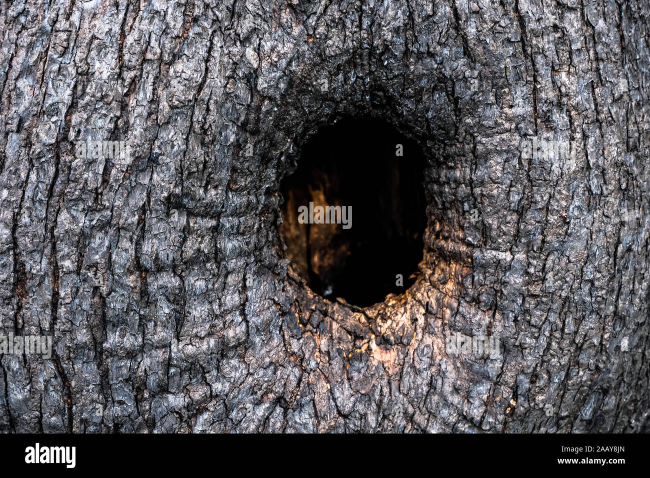 Foro naturale nella pianta di oliva tronco, abbaio di legno di texture di sfondo di pattern Foto Stock