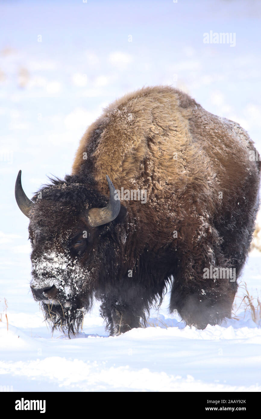 Bull bison buffalo ritratto verticale coperta di neve in inverno Foto Stock Bull bison buffalo ritratto verticale coperta di neve in inverno Foto Stock