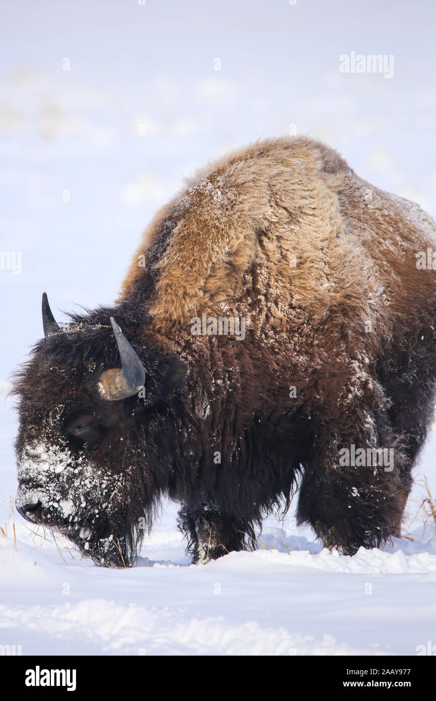 Bull bison buffalo ritratto verticale coperta di neve in inverno Foto Stock Bull bison buffalo ritratto verticale coperta di neve in inverno Foto Stock