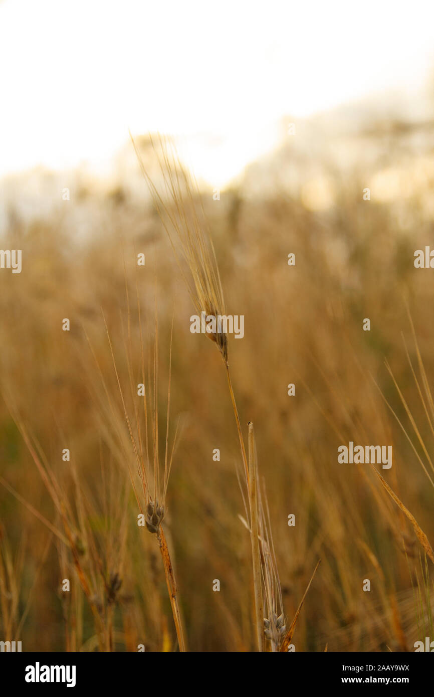 Spighe di grano e di stocchi di grano nel campo di grano nella sera. Tramonto in zona rurale. Raccolto di grano. Agricoltura. Grano. Foto Stock