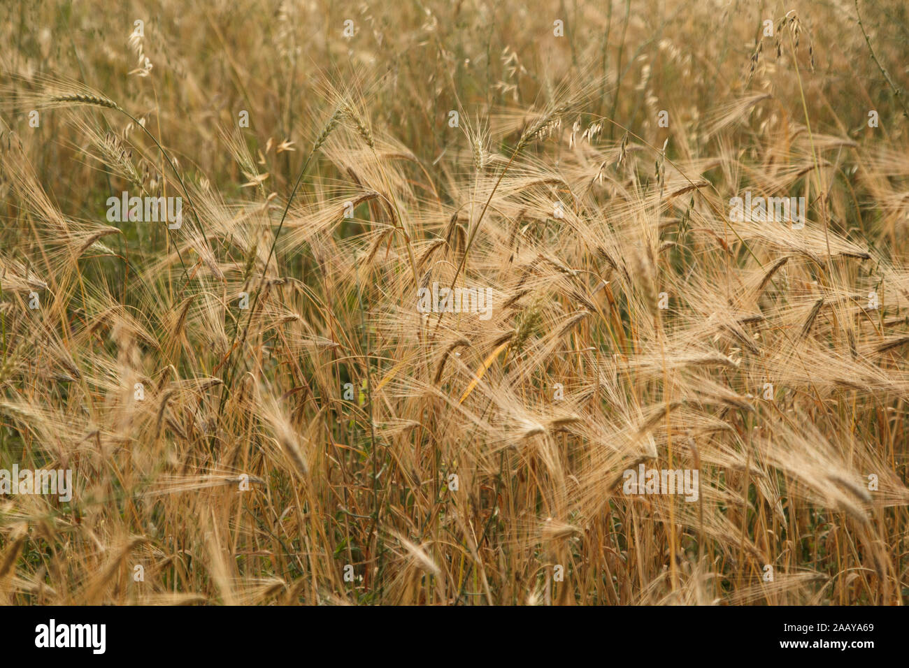 Spighe di grano e di stocchi di grano nel campo di grano nella sera. Tramonto in zona rurale. Raccolto di grano. Agricoltura. Grano. Foto Stock
