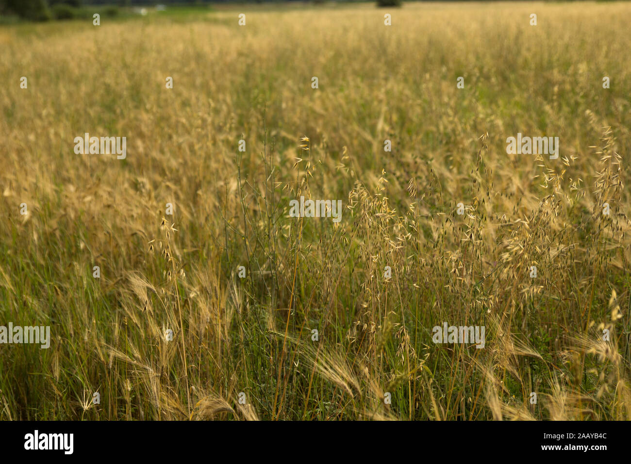 Spighe di grano e di stocchi di grano nel campo di grano nella sera. Tramonto in zona rurale. Raccolto di grano. Agricoltura. Grano. Foto Stock