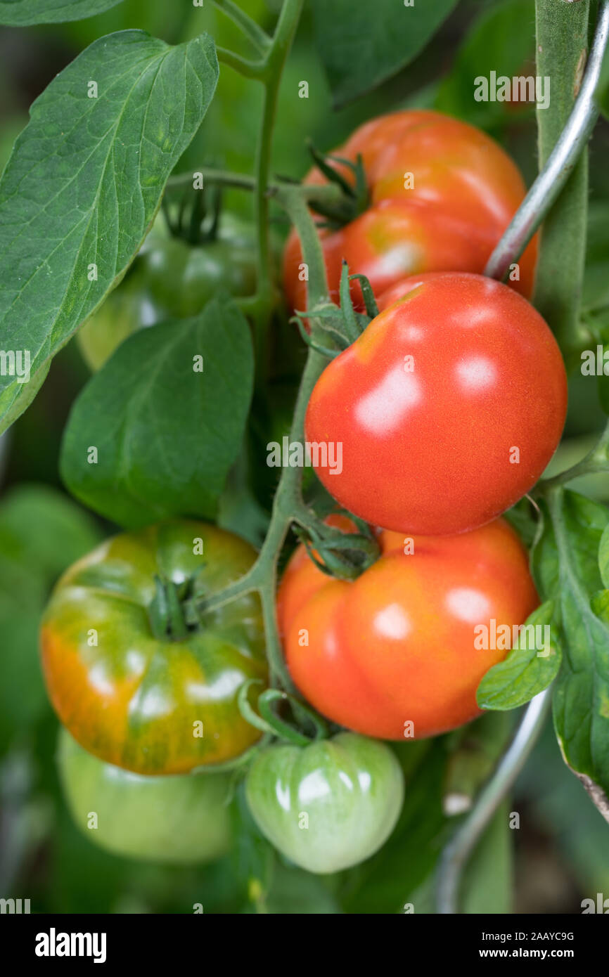 Primo piano della homegrown pomodori sulla pianta con chioma visibile con molti verde e frutti rossi fuori in giardino Foto Stock
