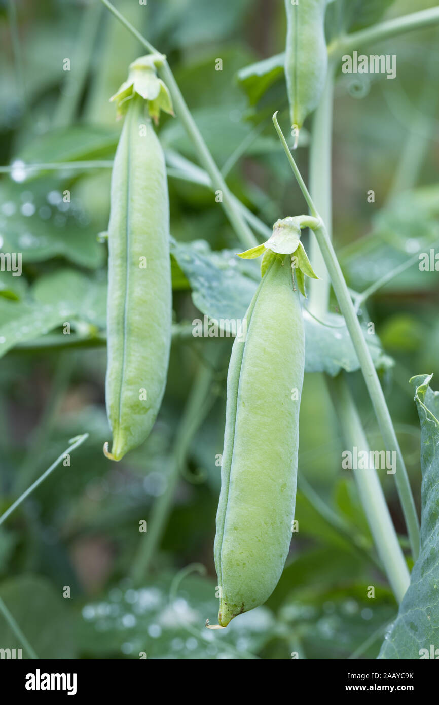 Homegrown vegetale: baccelli di piselli con foglie sulla pianta al di fuori in giardino prima di raccogliere Foto Stock