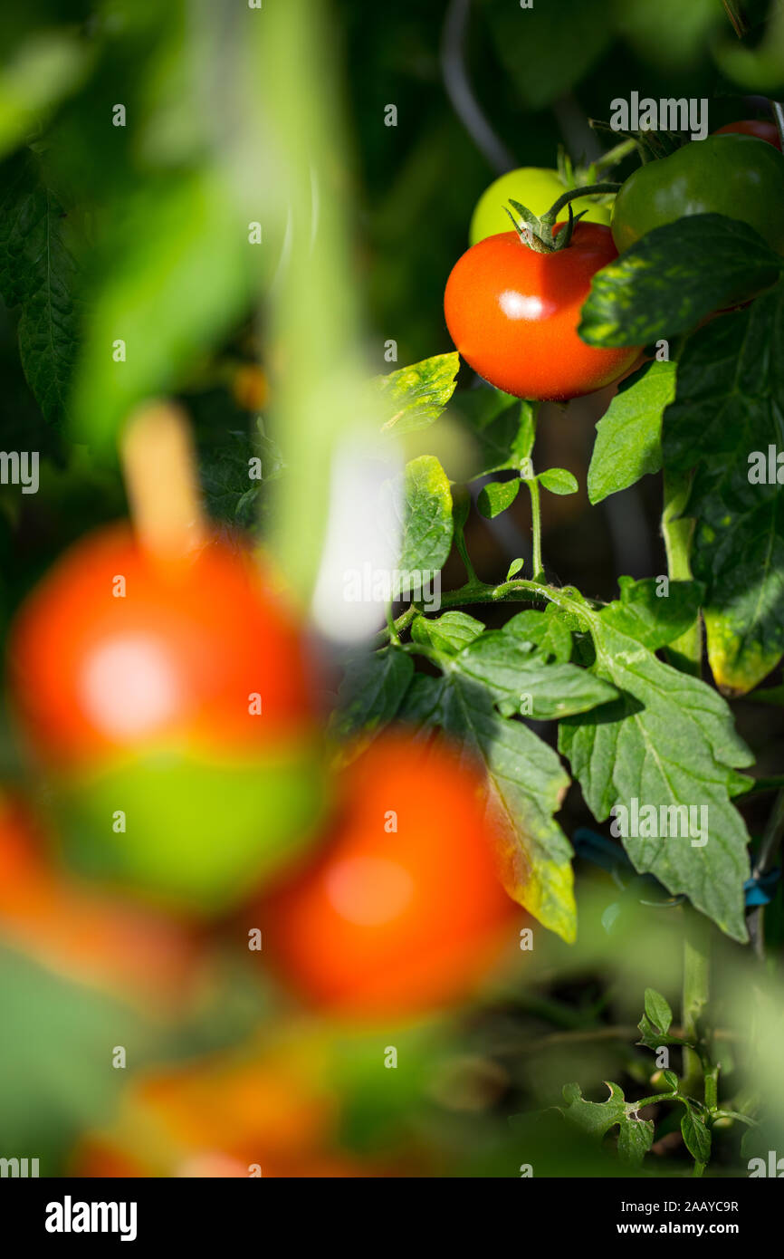 Pomodori freschi in giardino - unsharp frutti rossi in primo piano, sharp il pomodoro in background tra il fogliame fresco Foto Stock