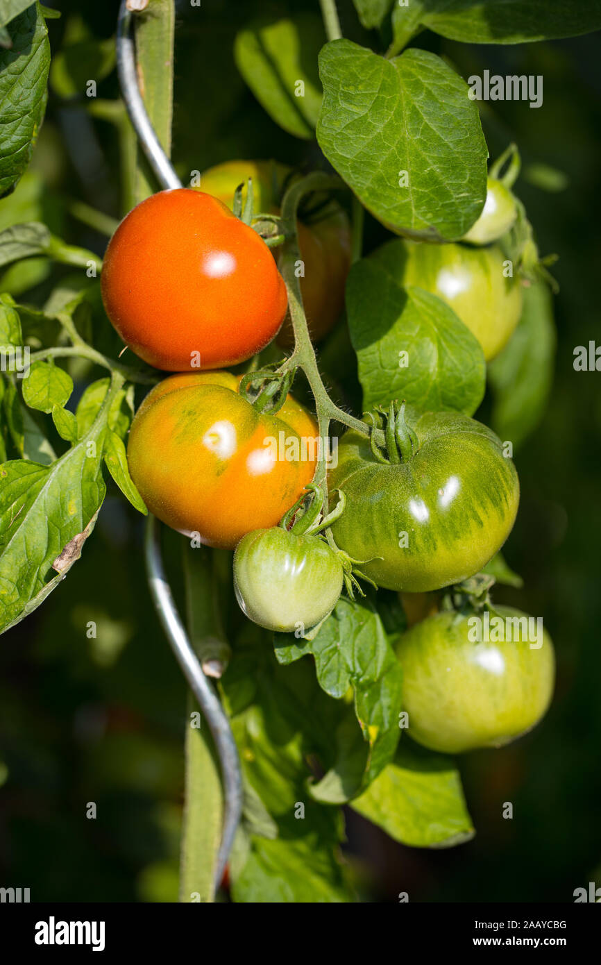 Presto mature di piccole e grandi di pomodori sulla pianta in un giorno di estate all'aperto in giardino Foto Stock