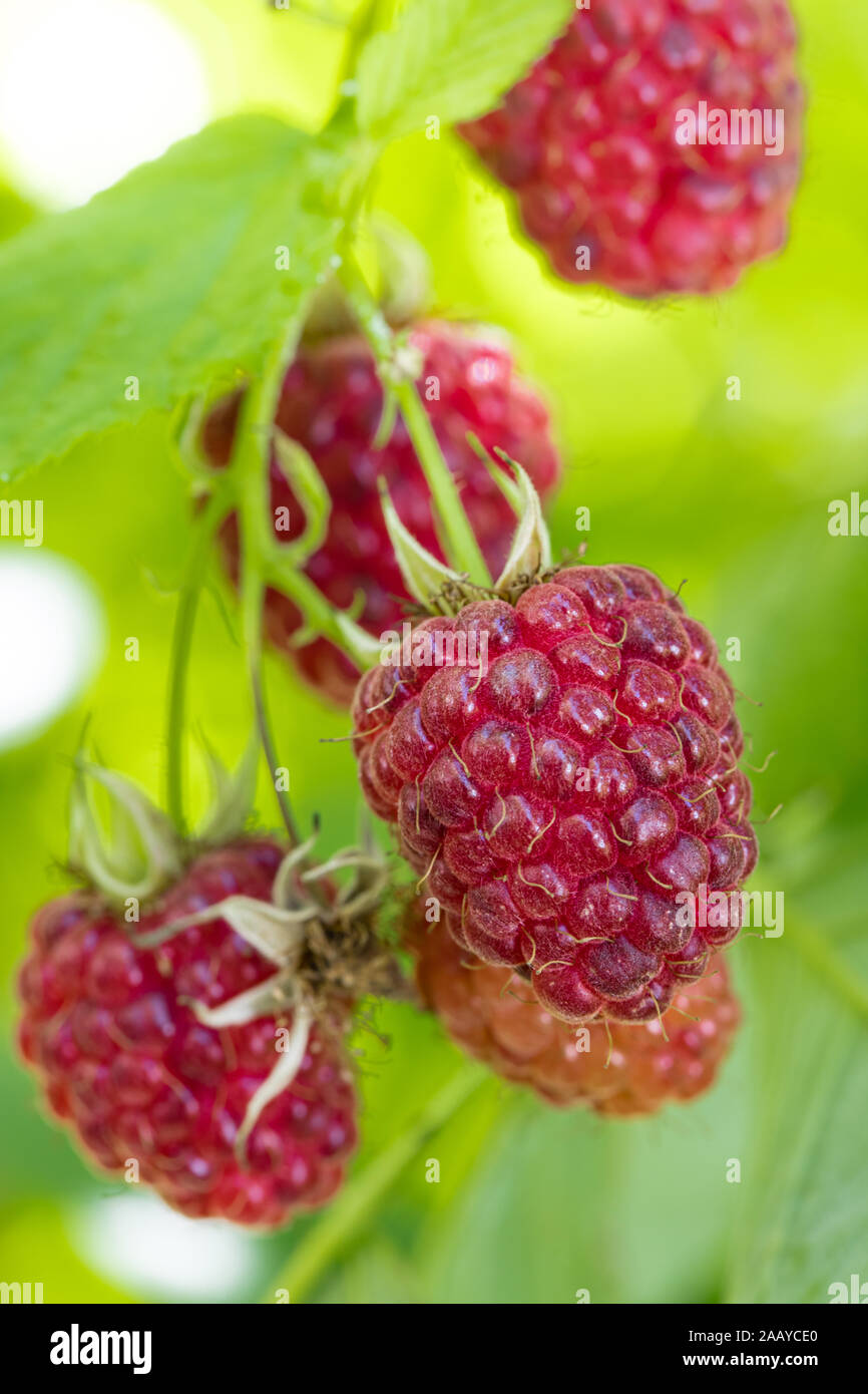 Primo piano di ripe rosso lamponi (Rubus idaeus) sul panicle davanti a un unsharp sfondo di lampone fogliame Foto Stock