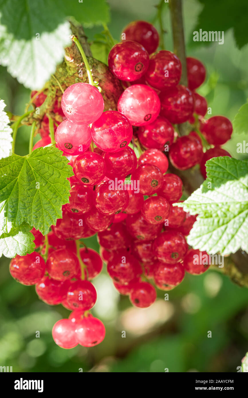 Closeup homegrown ribes rosso sul panicle con visibili alcuni leafes Foto Stock