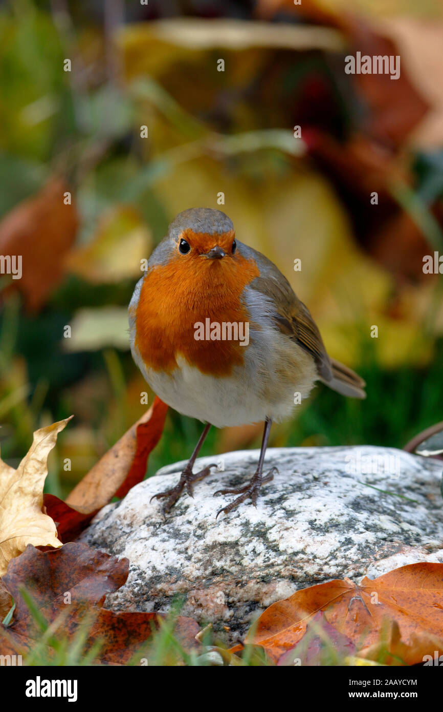 Unione Robin, Erithacus rubecula, un giardino comune di uccelli nel Regno Unito, è nostro uccello nazionale e probabilmente tutti uccello preferito troppo. Foto Stock
