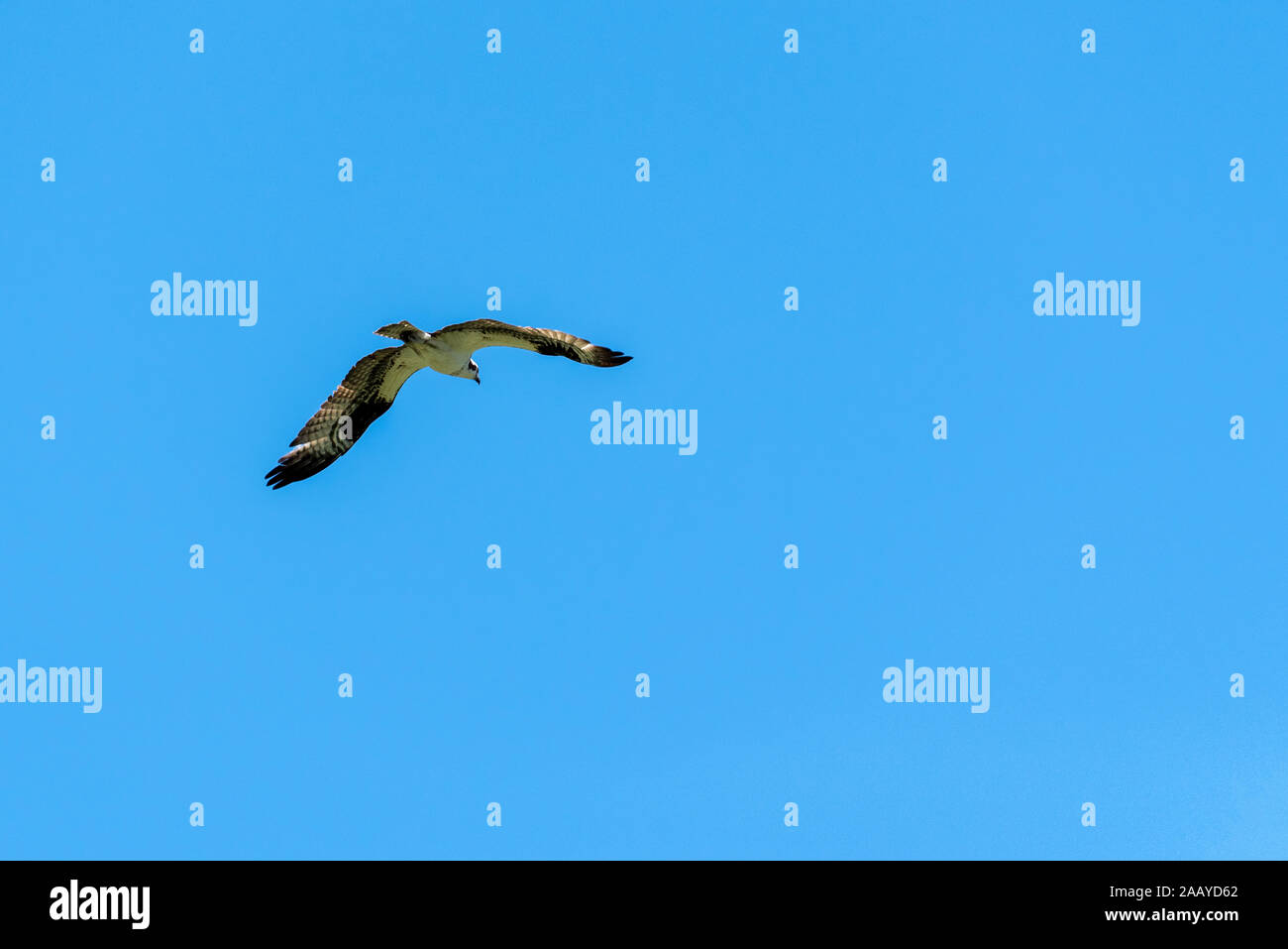 Osprey, Malheur National Forest, Oregon. Foto Stock