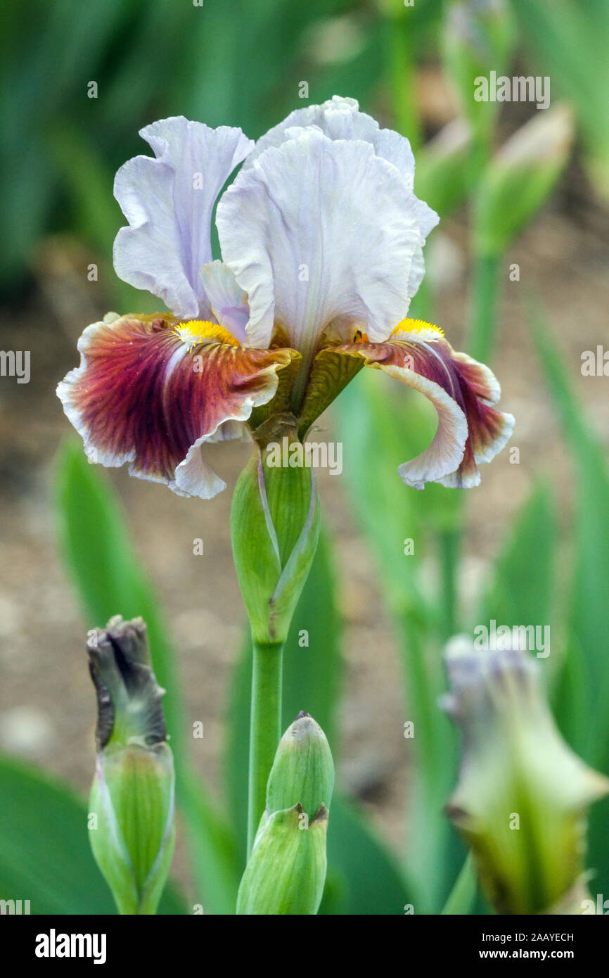 Iris barbata "Mens Best Friend" Foto Stock