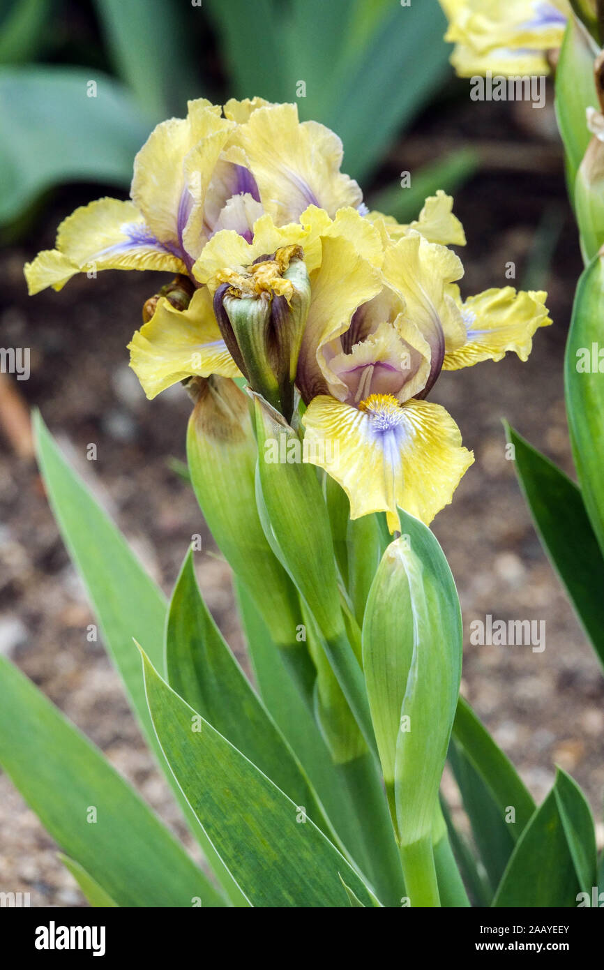 Iris barbata gialla nana Iris 'Forest Sound' Standard Iris Bearded Iris Foto Stock