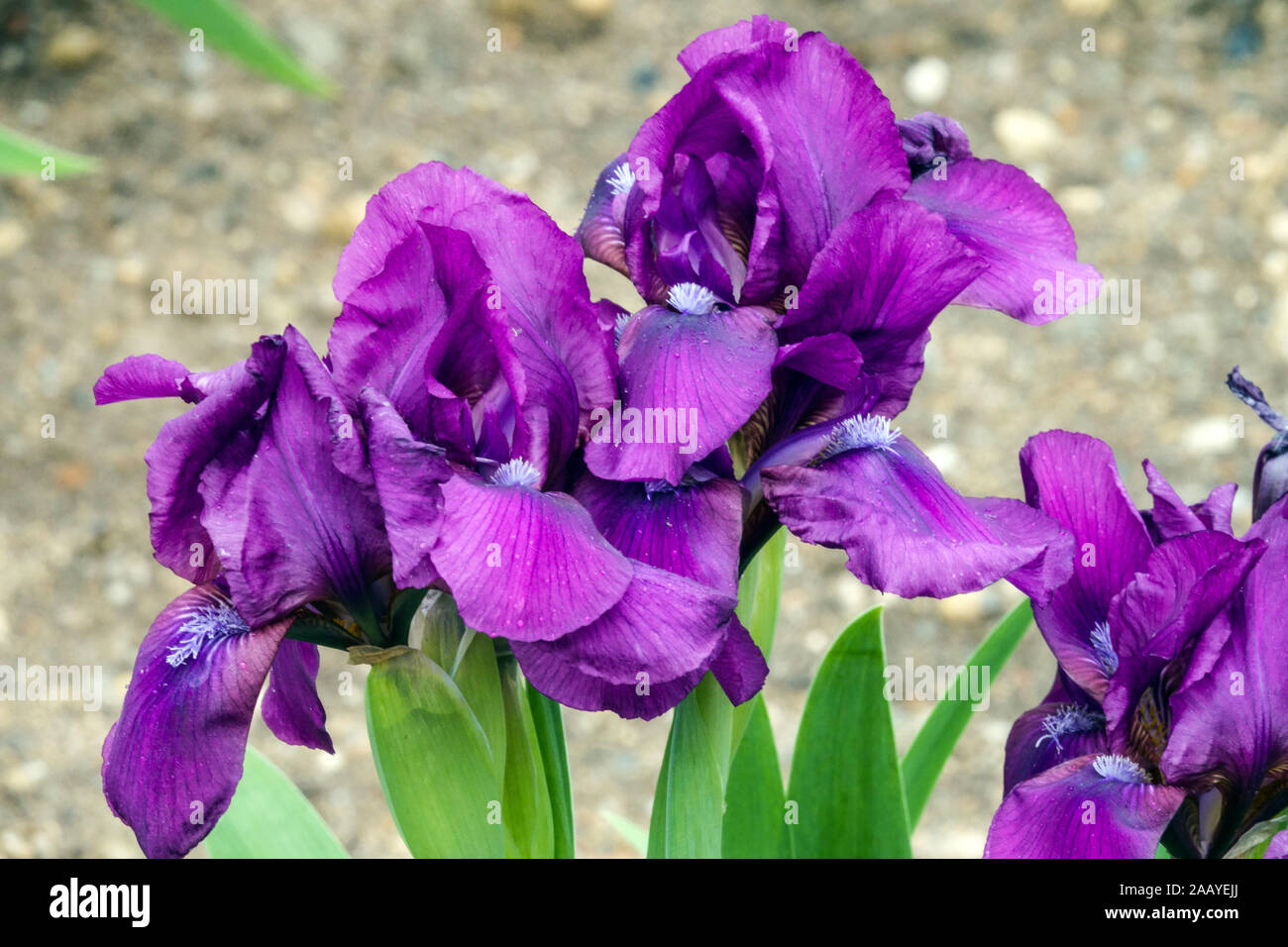 Blue Iris barbata nana 'carezza' Standard Nano Bared Iris Foto Stock