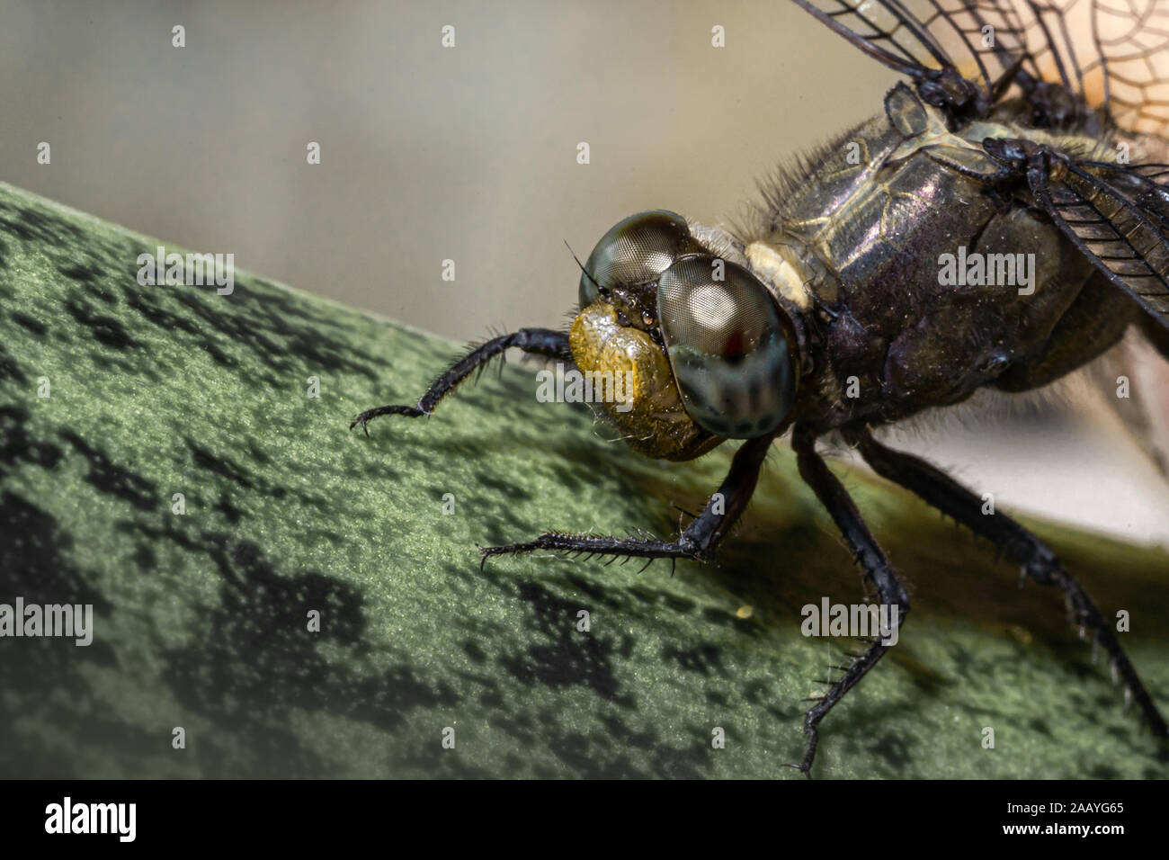 Una ripresa macro di un dragon fly su una foglia Foto Stock