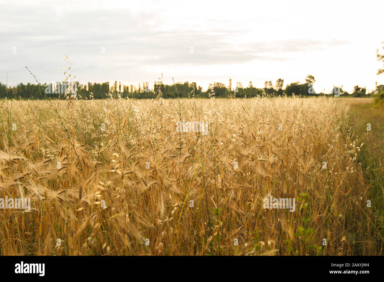 Spighe di grano in un campo di grano. Raccolto di grano al tramonto. Foto Stock