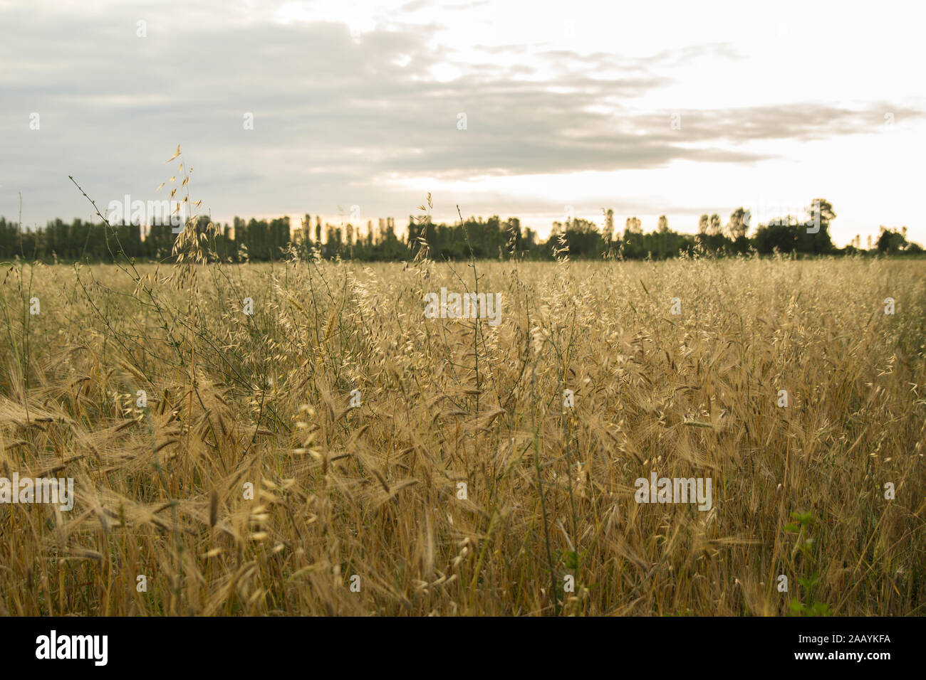 Spighe di grano in un campo di grano. Raccolto di grano al tramonto. Foto Stock