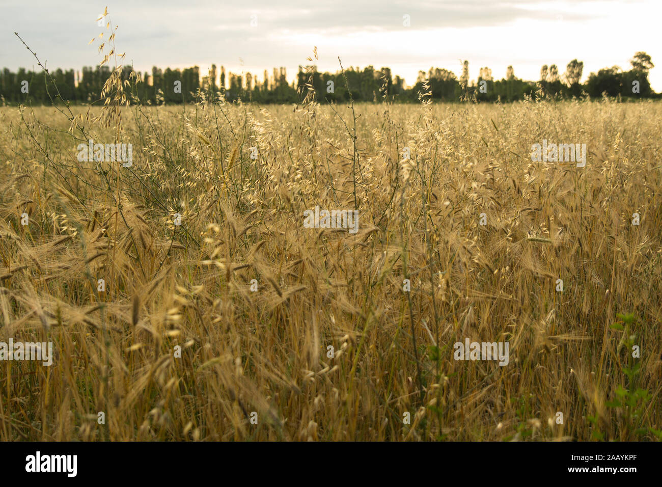 Spighe di grano in un campo di grano. Raccolto di grano al tramonto. Foto Stock