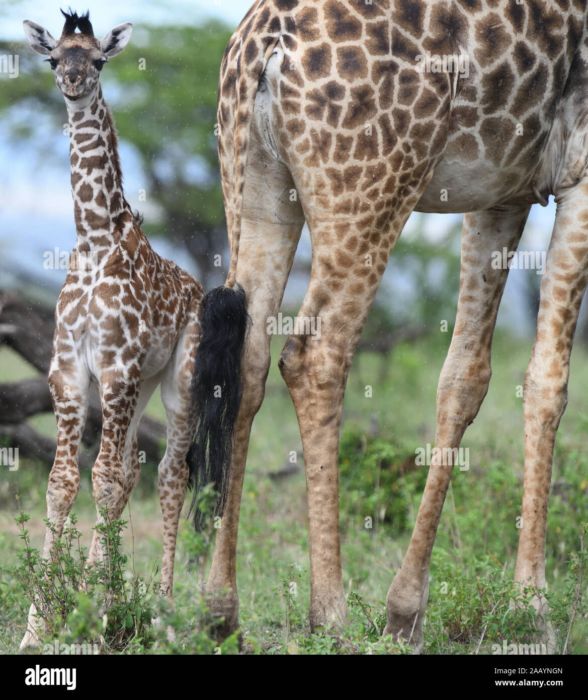 Un giovane Maasai giraffe calf (Giraffa tippelskirchi, Giraffa camelopardalis tippelskirchii) sorge accanto a sua madre sotto la pioggia battente. Serengeti N Foto Stock