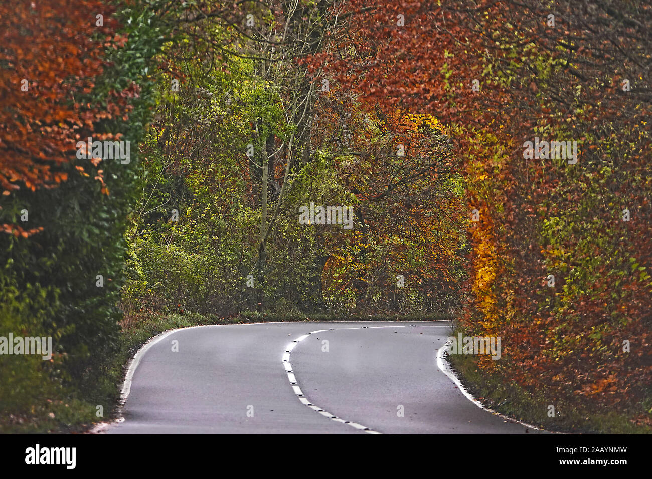 Un vuoto di ventoso paese road, in colori autunnali Foto Stock