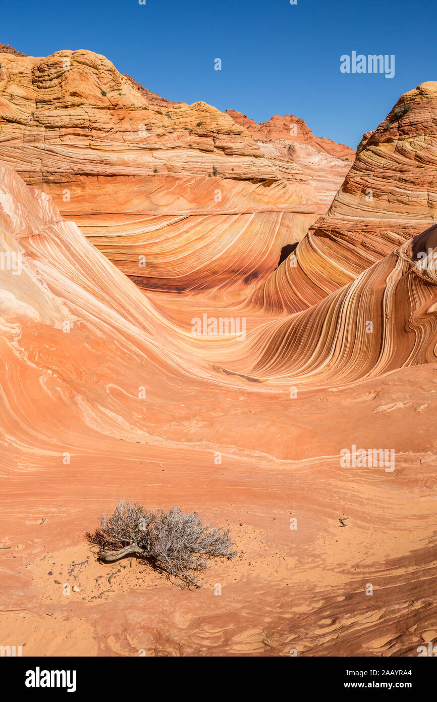 Un morto sagebrush, lavato giù dall'alluvione, riposa vicino la forma d'onda caratteristica dell'Arizona Coyote Buttes North. Foto Stock